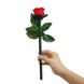 Реквізит для фокусів | Троянда змінює колір (4 кольори) CRD-0013013 фото 4